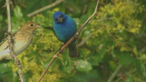 Birdsong and Coffee: A Wake-Up Call Bild 1