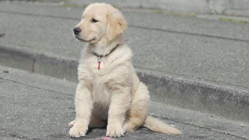 Snow Buddies - Abenteuer in Alaska Bild 6