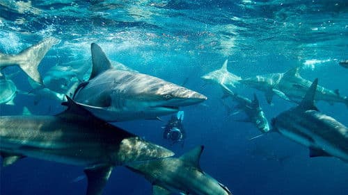 50 Shades of Sharks Bild 2