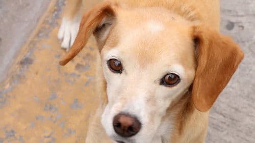 Una pequeña acción Bild 1