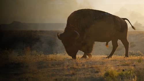 La grande prairie, le pacte du bison Bild 1