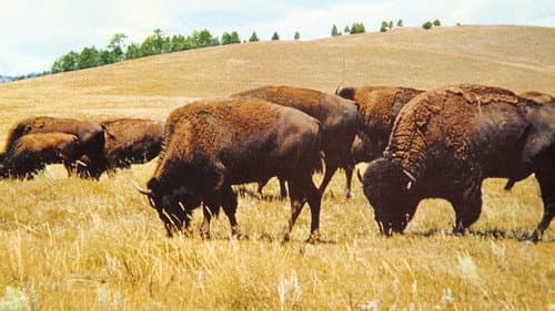 Wunder der Prärie Bild 7