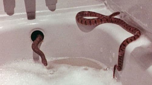 Killerschlangen Bild 2