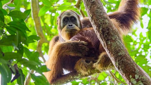 Das geheime Leben der Orang-Utans Bild 2