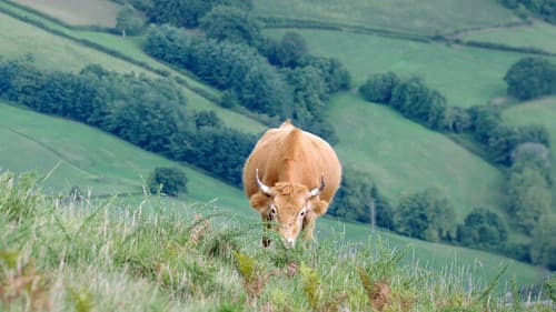 Meuh! L’épopée des cornes Bild 1