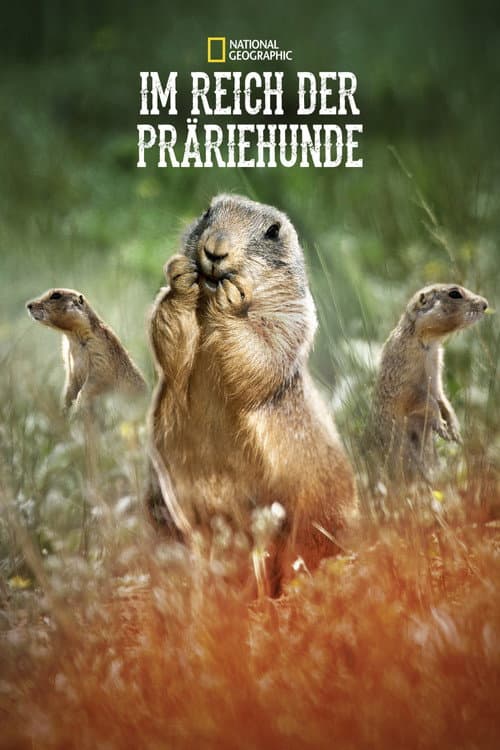Im Reich der Präriehunde