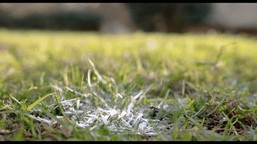 Se Hereda la Sangre y se Apega el Vicio Bild 4