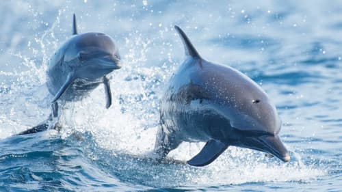 Hai vs. Delfin Bild 6