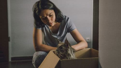 Die defekte Katze Bild 4