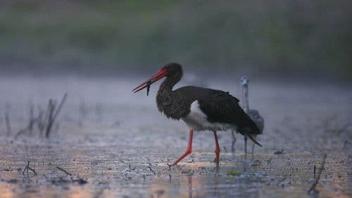 Vad Magyarország – A vizek birodalma Bild 3