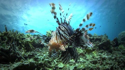 Gefährliches Australien Bild 2