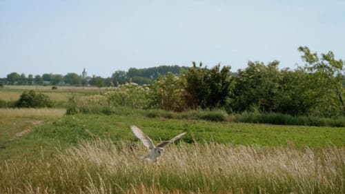 Owl's Odyssey Bild 4