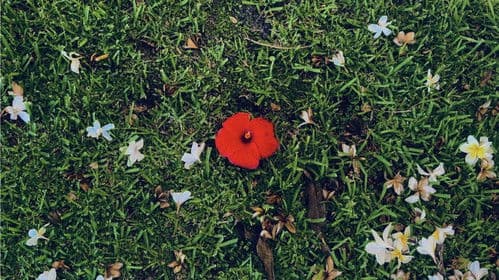 Where Light Lands Bild 2