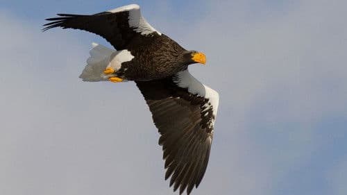 Russia's Wild Sea Bild 7