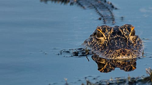 Everglades - Im Reich der lebenden Dinosaurier Bild 4