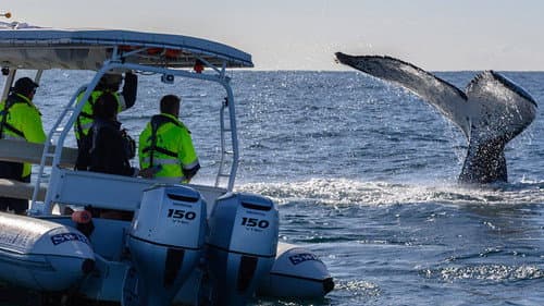 Gold Coast Ocean Rescue Bild 1