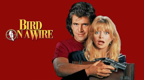 Ein Vogel auf dem Drahtseil Bild 3