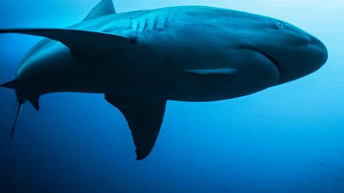 Shark Side of the Moon Bild 3