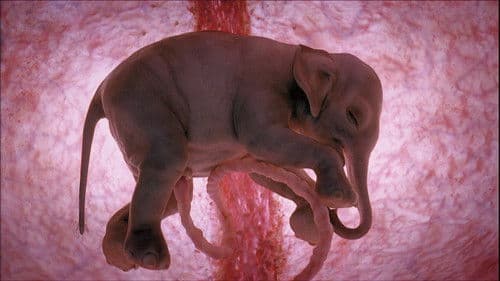 In The Womb: Animals Bild 1