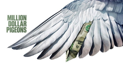 Das millionenschwere Taubenrennen Bild 4