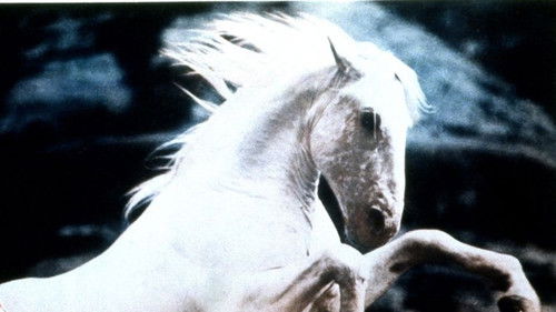 Silver Stallion Bild 1