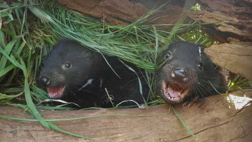 Secret Life Of The Tasmanian Devil Bild 4