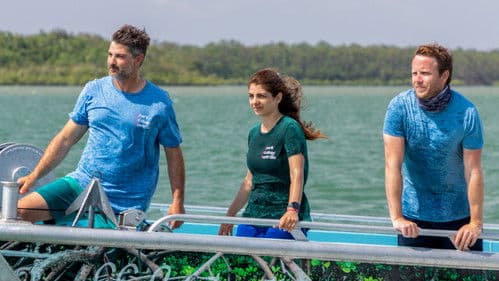 Bullenhaie auf Beutejagd Bild 2