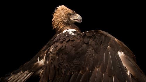 Rare: Creatures of the Photo Ark Bild 5