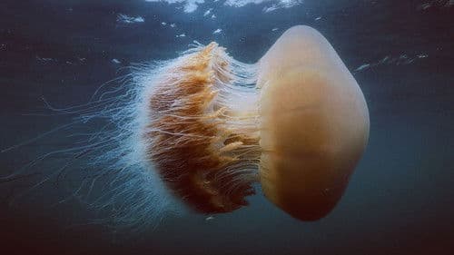 Wunder des Pazifiks Bild 7