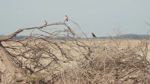 Campo Grande é o Céu Bild 3