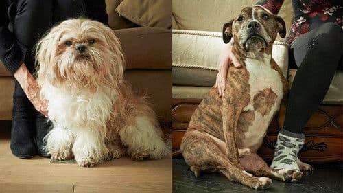 Rich Dog, Poor Dog Bild 1