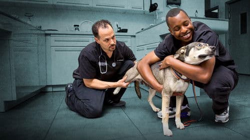 Die Tierärzte von Houston Bild 3