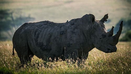 Rhino Bild 3