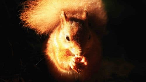 Cumbrian Red: Saving Our Red Squirrels Bild 2