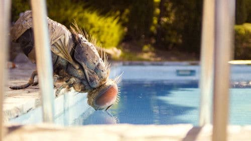 Eine Fliege kommt selten allein Bild 2