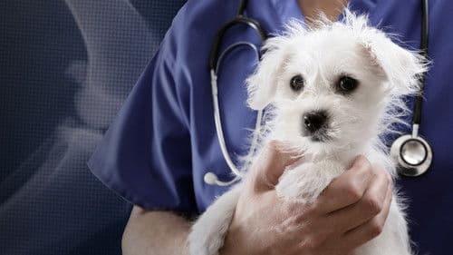 Trust Me, I'm a Vet Bild 1