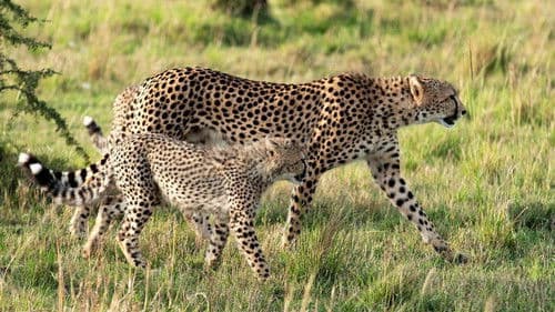 Chasing the Rains Bild 6