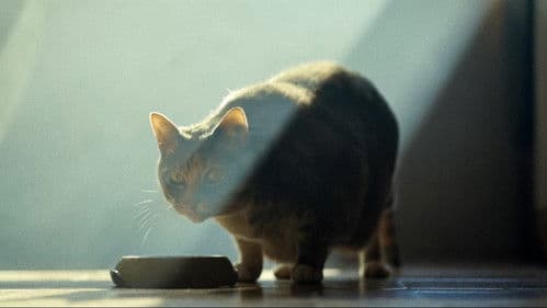 As Portas da Perceção Bild 1