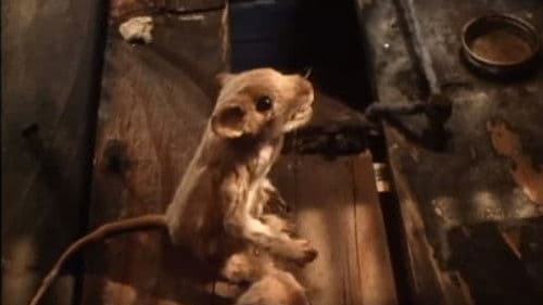 Die Maus und das Motorrad Bild 2