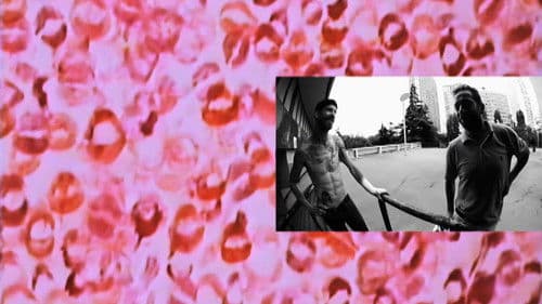 Supreme - "cherry" Bild 6