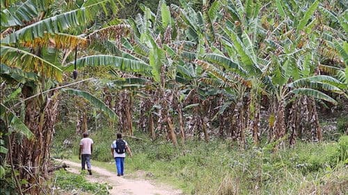 De cativo a liberto: da usina ao assentamento Bild 1