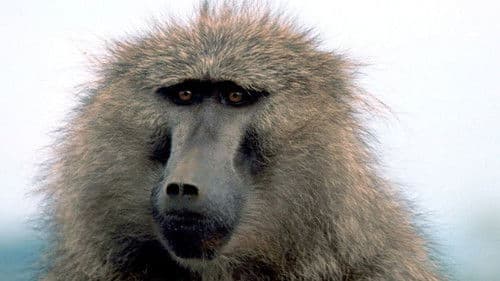 La Vie Privée des Animaux 2 Bild 1