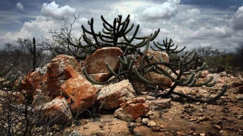 A Cabeça do Santo Bild 1