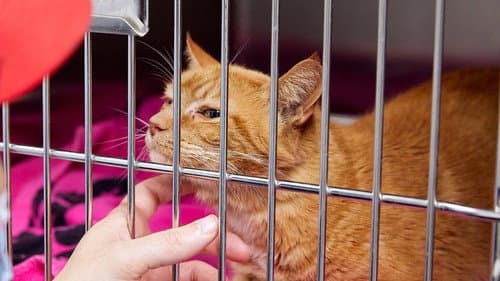 Pets & Pickers Bild 1