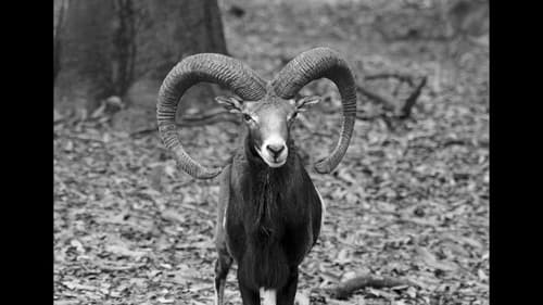 Crónica de una muerte animal Bild 1