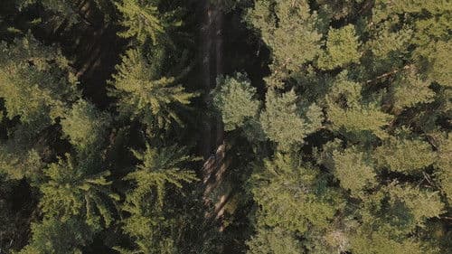 Die Rückkehr der Wildkatze Bild 1