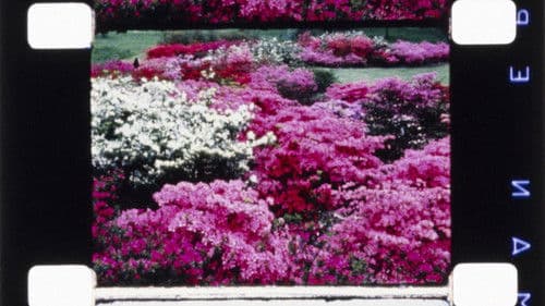 Carriage Trade Bild 1