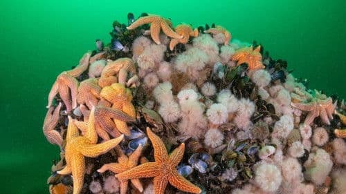 Die wilde Nordsee Bild 4