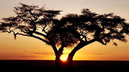 Africa Bild 2