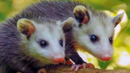 Nature's Cleanup Crew Bild 1